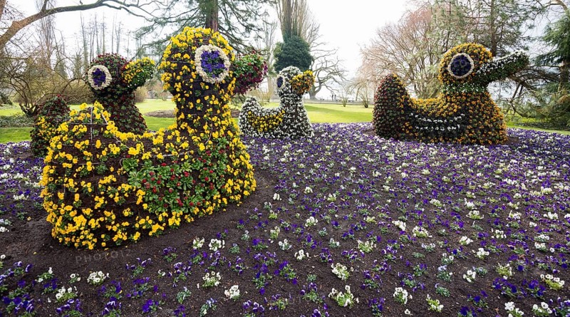 Blooming flower beds arranged as ducks
