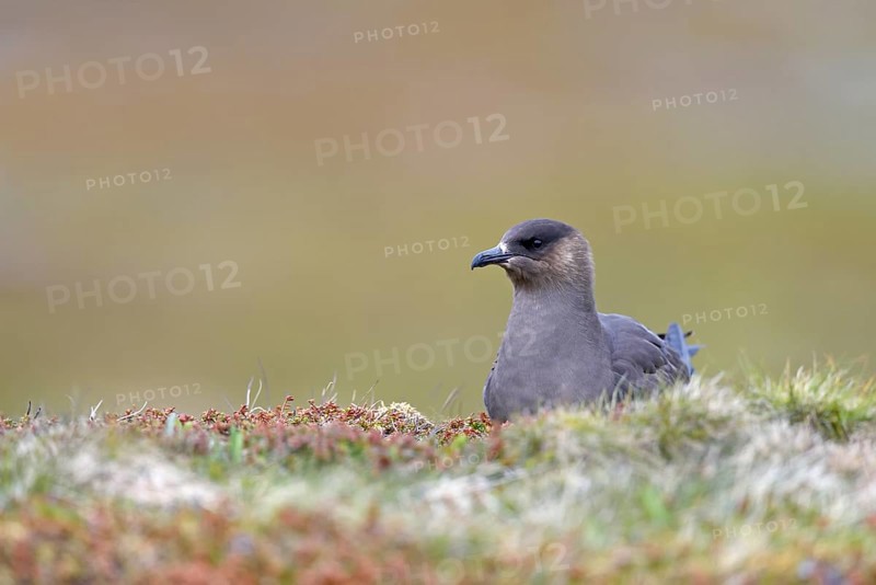 Long-tailed skua or long-tailed jaeger