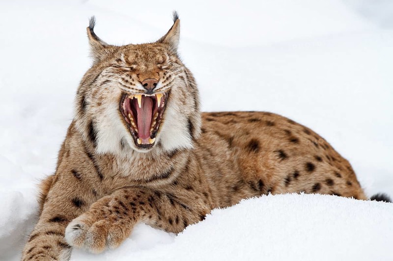 Eurasian lynx