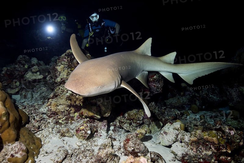 Scuba divers with Tawny nurse shark