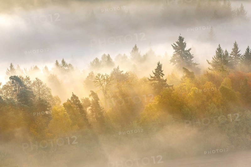 Palatinate forest in autumn