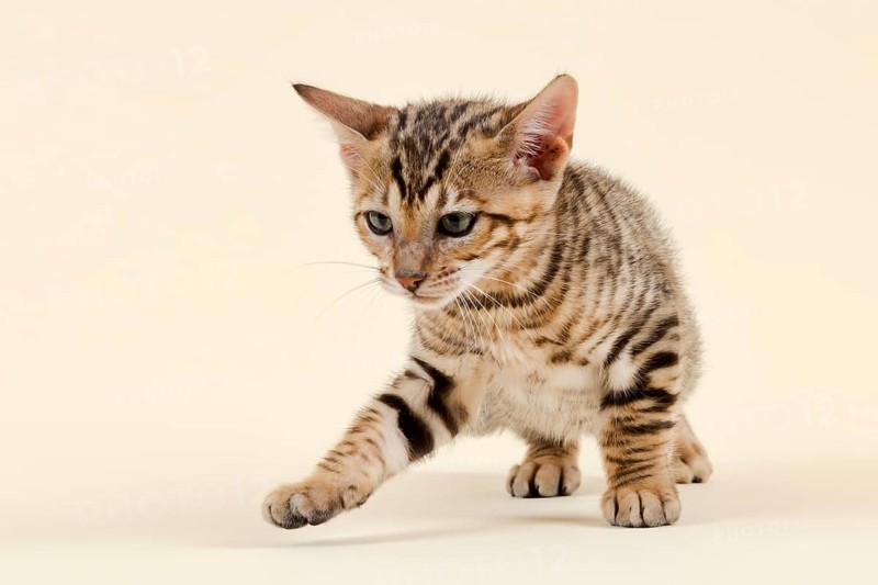 Toyger
