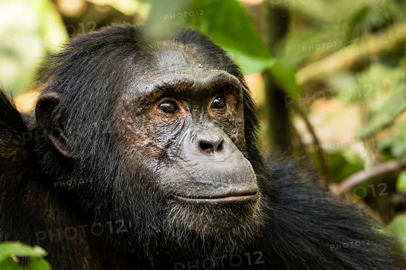 Common chimpanzee
