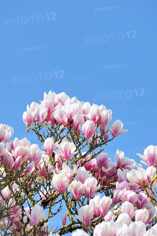 Chinese Magnolia