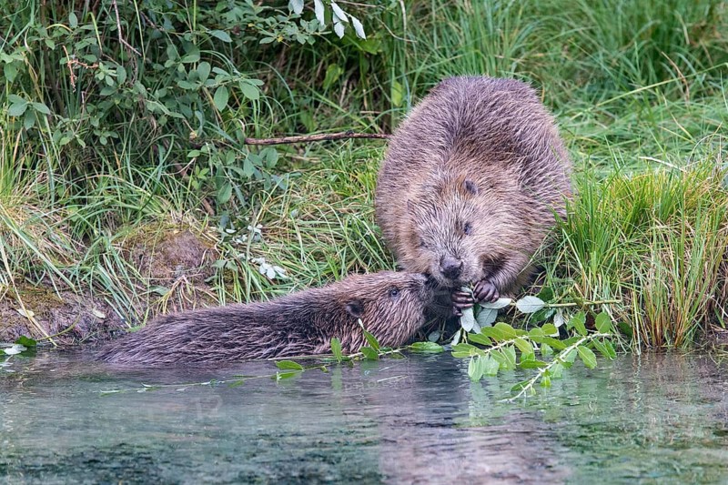 Two European beavers