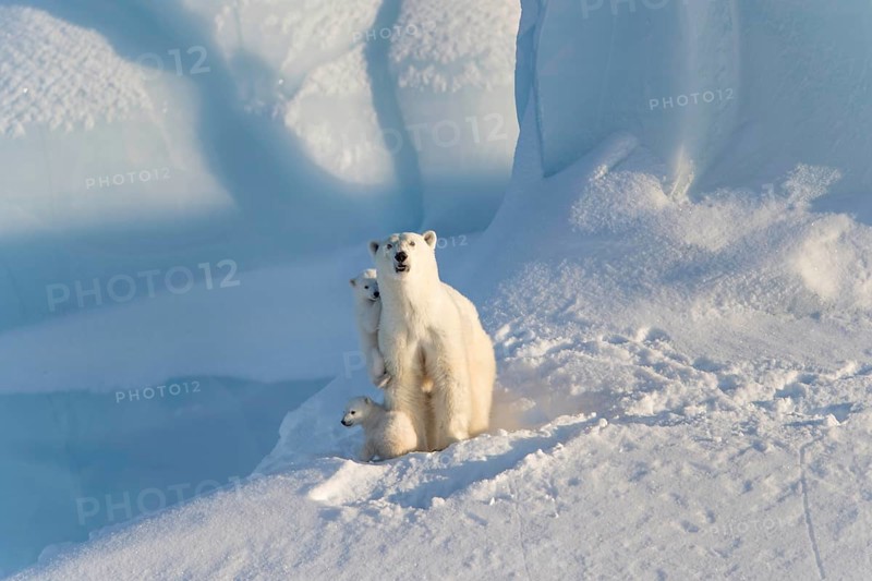 Polar bears