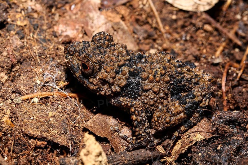 Boettger's grainy frog
