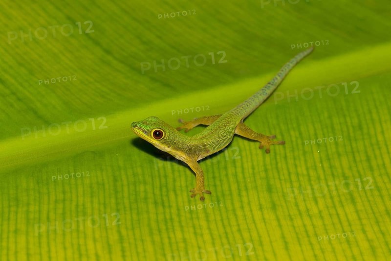 Peacock day gecko