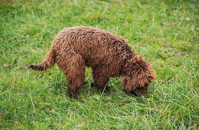 Young truffle dog