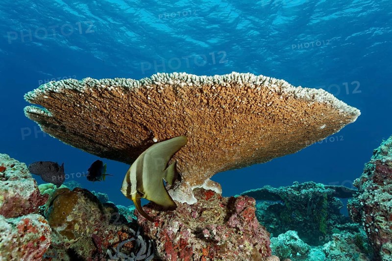Young longfin batfish