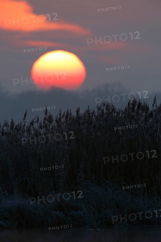 Sunrise over reed-lined shore