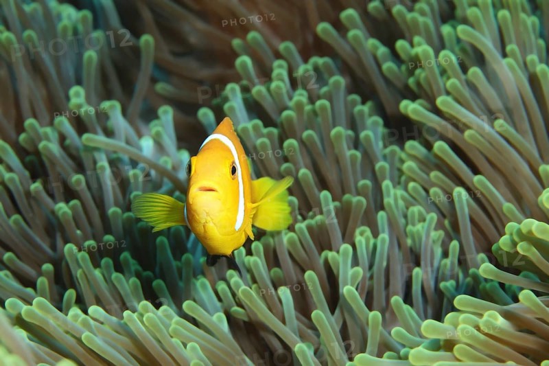 Maldive anemonefish