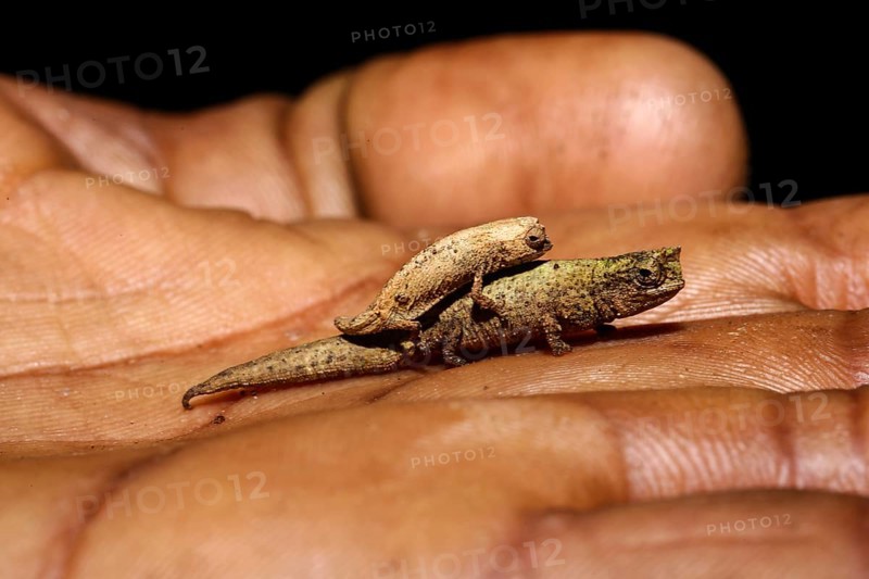 Leaf chameleons