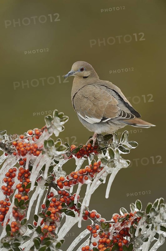 White-winged Dove