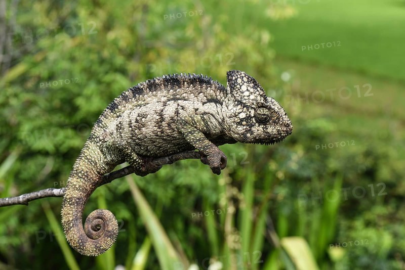 Malagasy giant chameleon