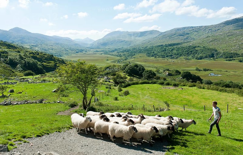 Shepherd with flock of sheep on pasture in hilly mountain scenery