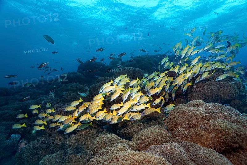 Bluestripe snapper