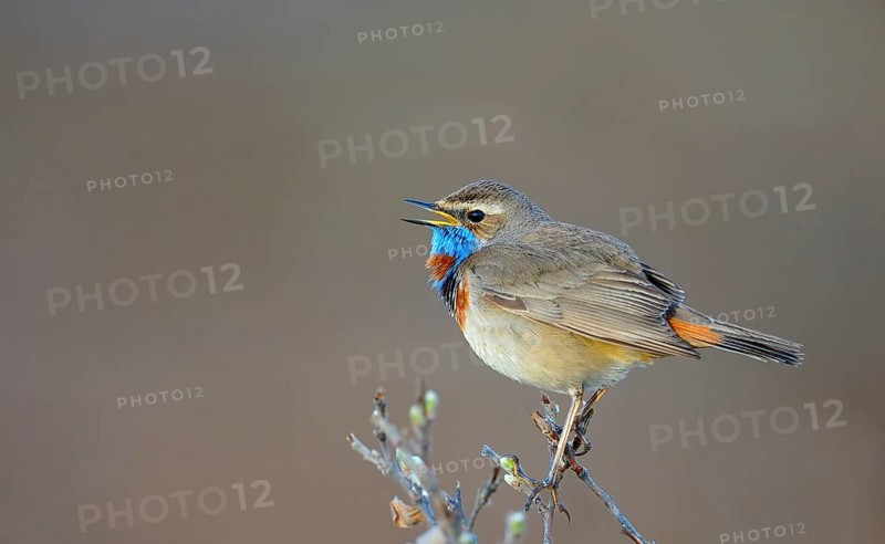 Singing red-spotted bluethroat