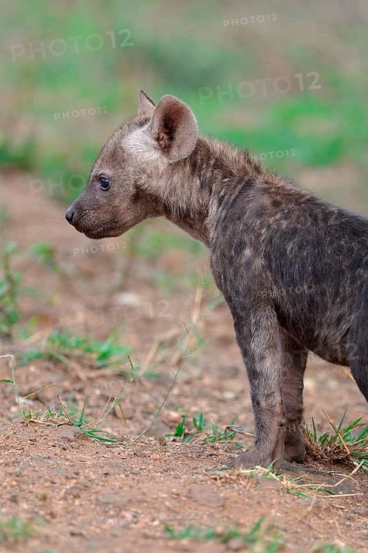 Spotted hyena or Laughing hyena