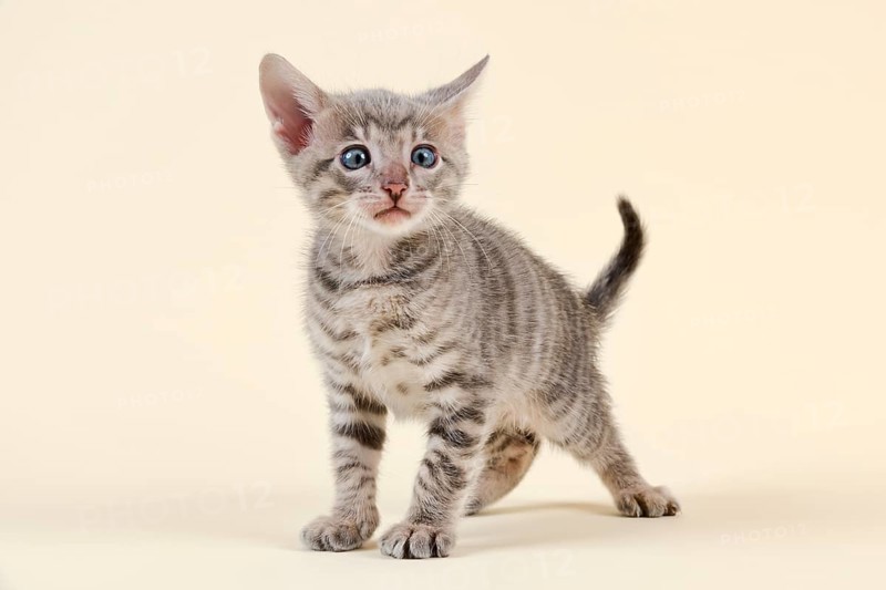 Toyger
