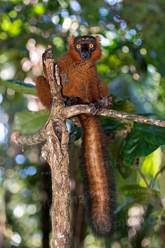 Black lemur