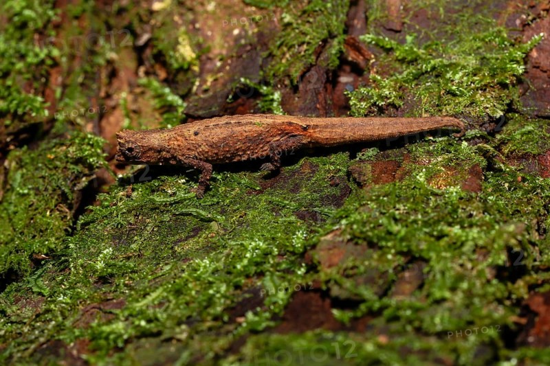 Mount d'Ambre leaf chameleon