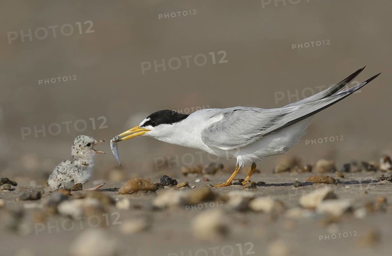 Least Terns