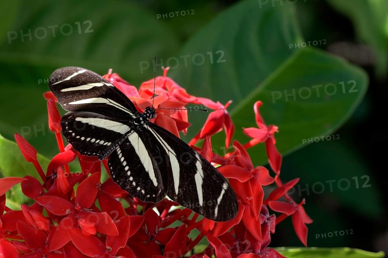 Zebra Longwing or Zebra Heliconian