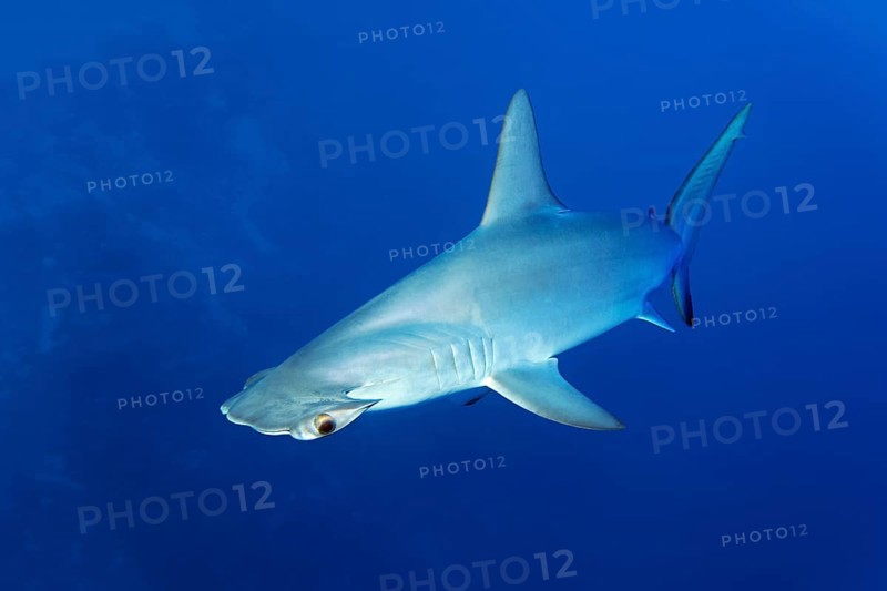 Scalloped hammerhead shark