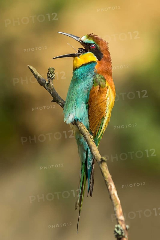 European bee-eater