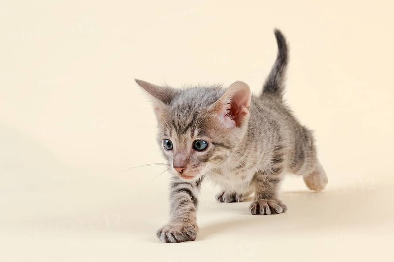 Toyger