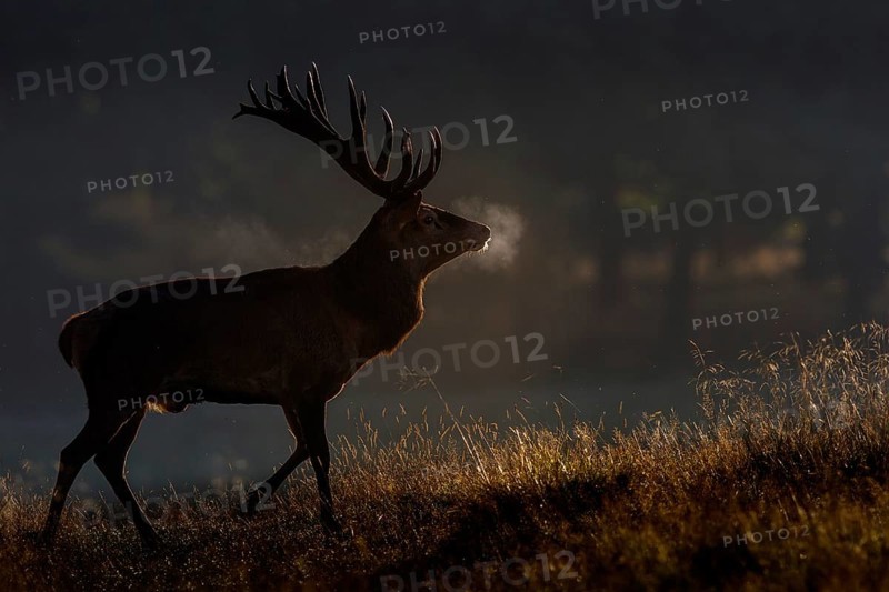 Red deer