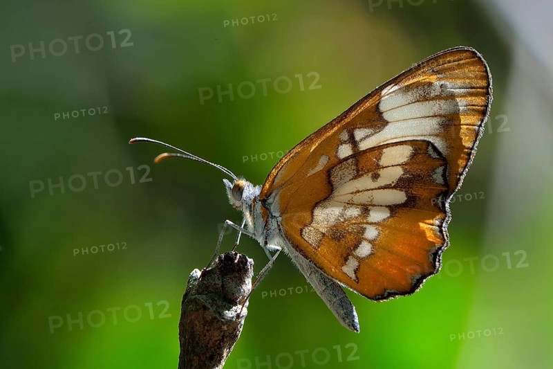 Nymphalid Butterfly