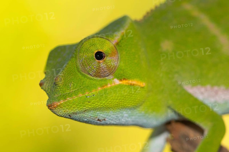 Chameleon