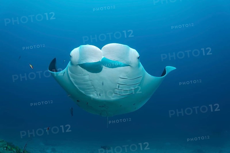Manta ray