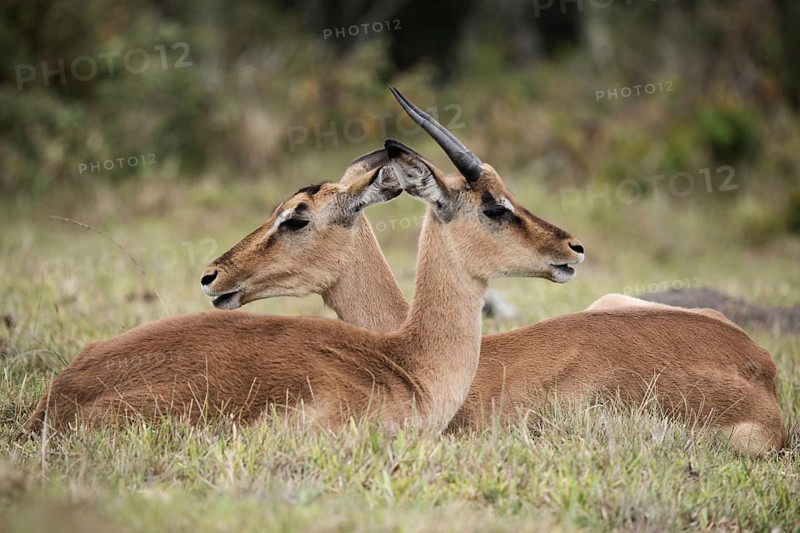 Two impalas