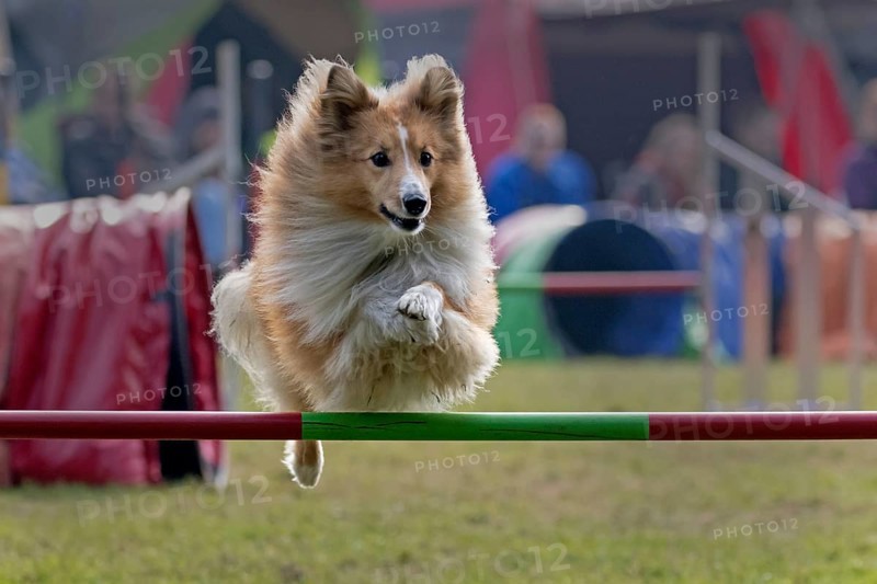 Collie jumping over bar at Agility tournament