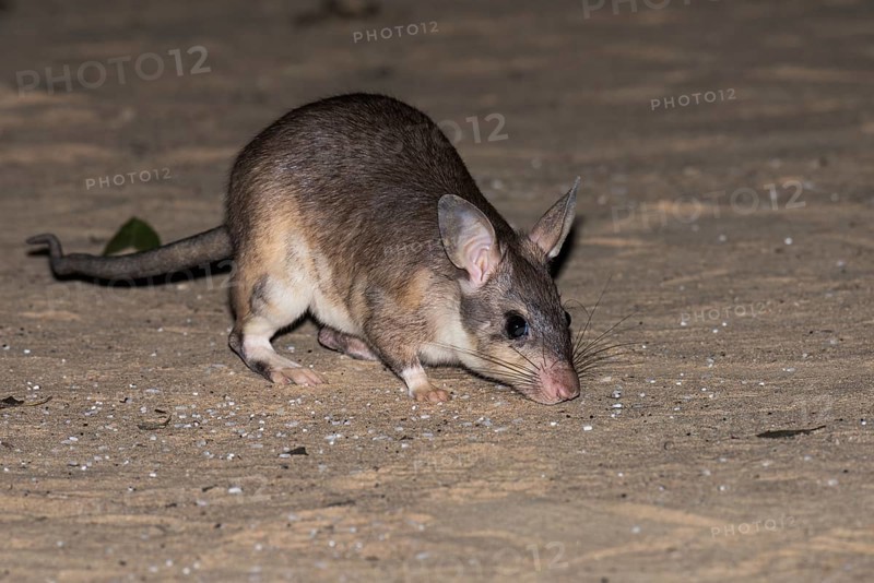 Malagasy giant rat