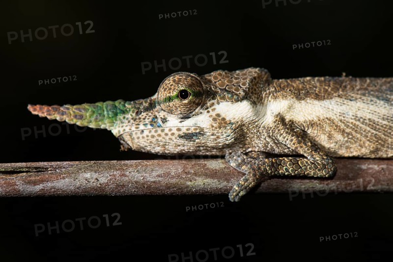 Gallus Chameleon