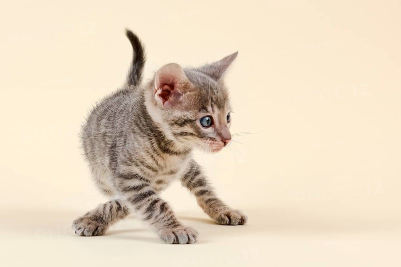 Toyger