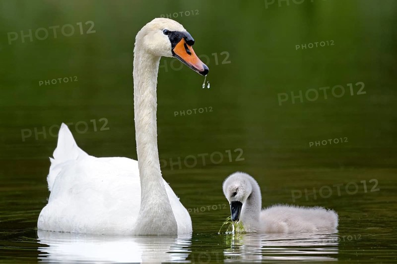 Mute swan with chick