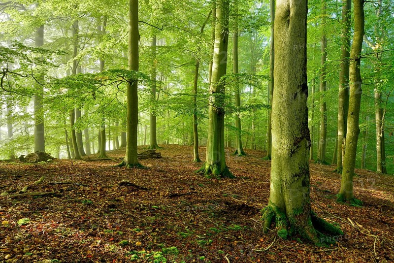 Untouched beech forest