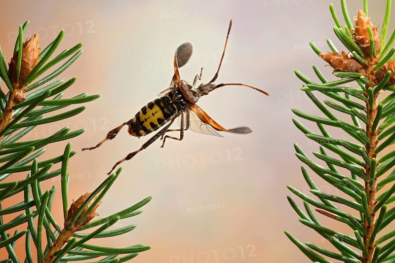 Western conifer seed bug