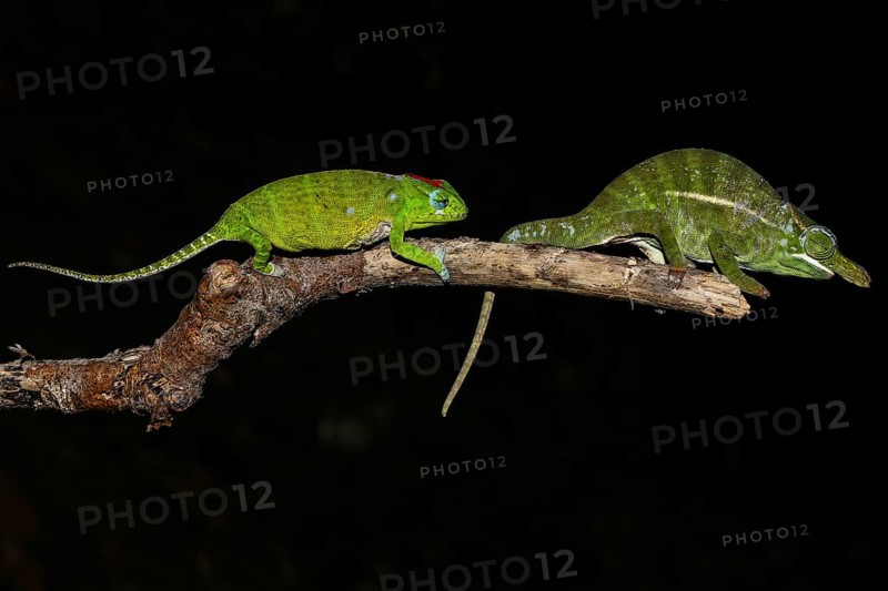 Petter's chameleon