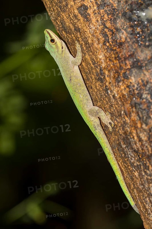 Abbott's day gecko