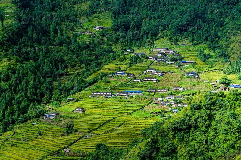 Village houses in hilly landscape with green terrace fields