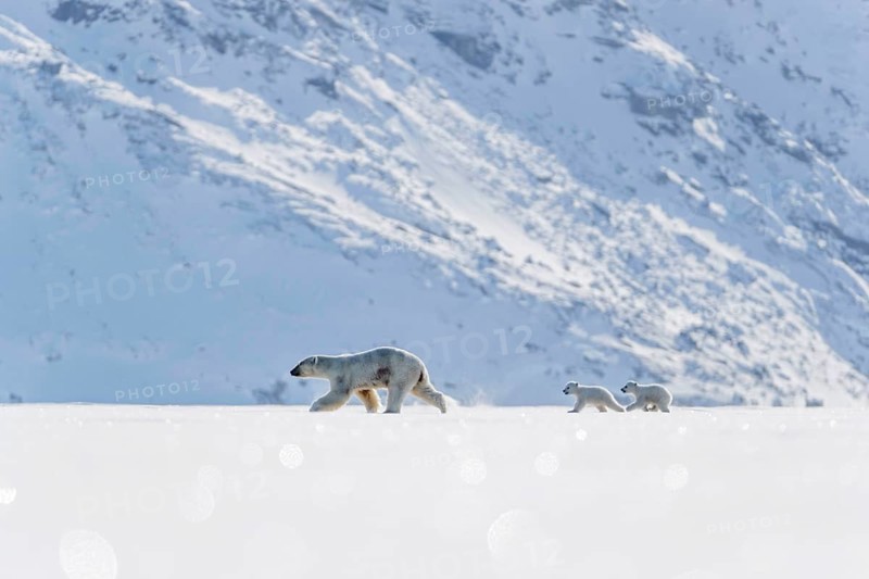 Polar bears