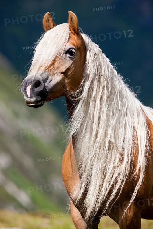 Haflinger with long mane on the alp