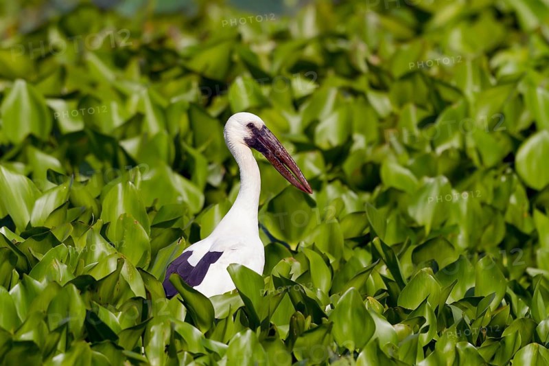 Asian openbill