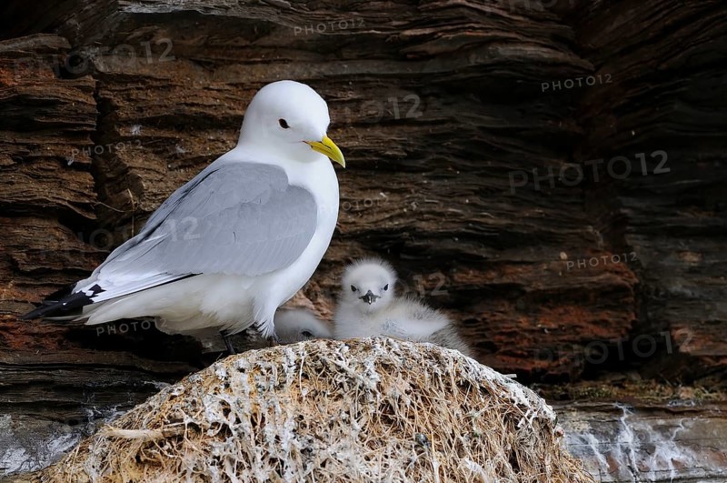 Kittiwakes